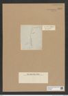 Diatomeae indet. Zeichnungen Sammlung Grunow Nr. 8970 (NHMW-BOT-W0378660)